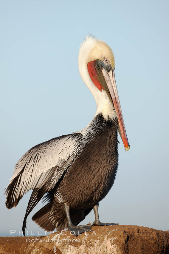 Brown pelican.  This large seabird has a wingspan over 7 feet wide. The California race of the brown pelican holds endangered species status, due largely to predation in the early 1900s and to decades of poor reproduction caused by DDT poisoning.  In winter months, breeding adults assume a dramatic plumage with brown neck, yellow and white head and bright red gular throat pouch. La Jolla, USA, Pelecanus occidentalis, Pelecanus occidentalis californicus, natural history stock photograph, photo id 22151