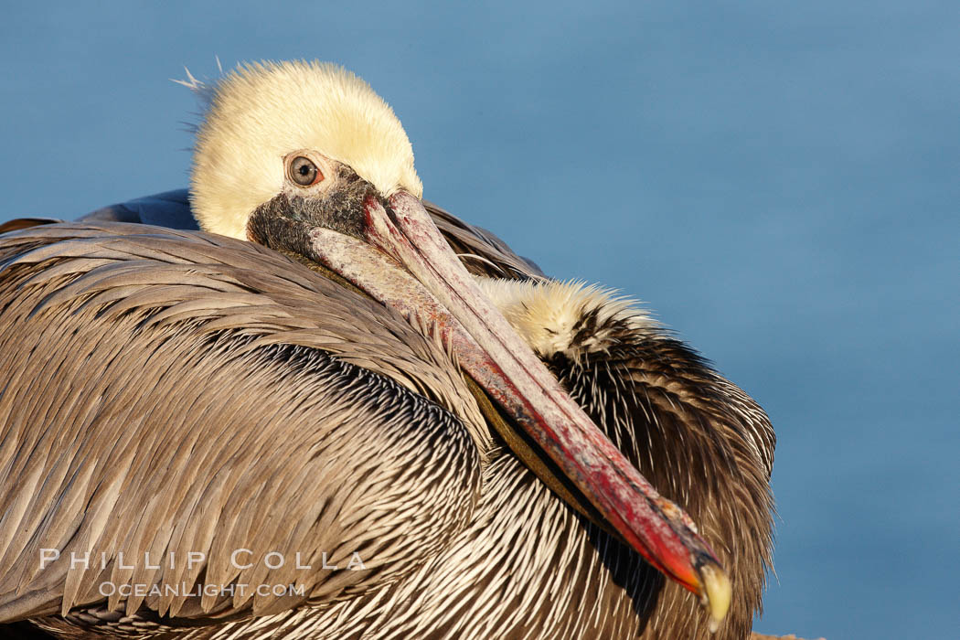 Brown pelican.  This large seabird has a wingspan over 7 feet wide. The California race of the brown pelican holds endangered species status, due largely to predation in the early 1900s and to decades of poor reproduction caused by DDT poisoning.  In winter months, breeding adults assume a dramatic plumage with brown neck, yellow and white head and bright red gular throat pouch. La Jolla, USA, Pelecanus occidentalis, Pelecanus occidentalis californicus, natural history stock photograph, photo id 22175