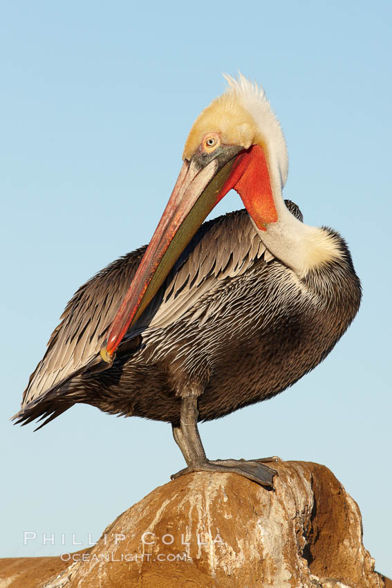 California brown pelican preening as it rests in the sun, drying after a morning foraging on the ocean. La Jolla, USA, Pelecanus occidentalis, Pelecanus occidentalis californicus, natural history stock photograph, photo id 22267