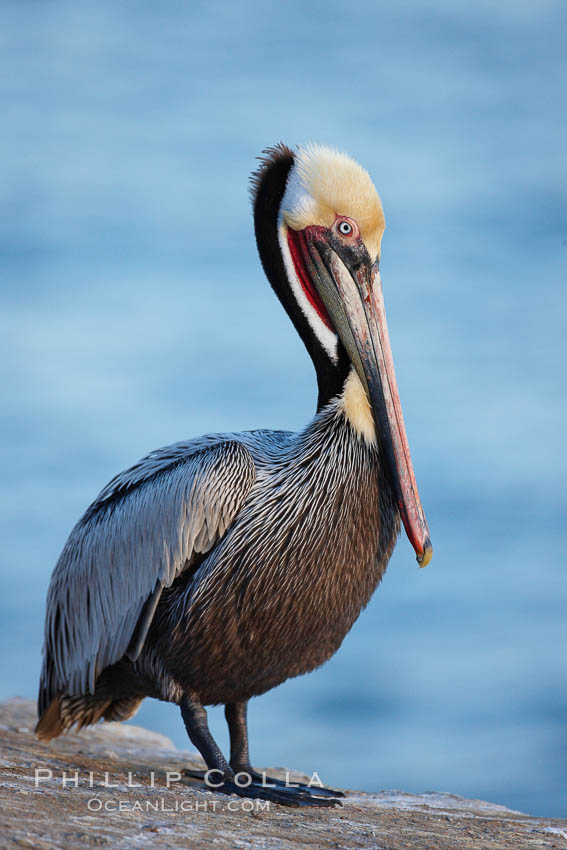 Brown pelican portrait, displaying winter breeding plumage with distinctive dark brown nape, yellow head feathers and red gular throat pouch. La Jolla, California, USA, Pelecanus occidentalis, Pelecanus occidentalis californicus, natural history stock photograph, photo id 22567