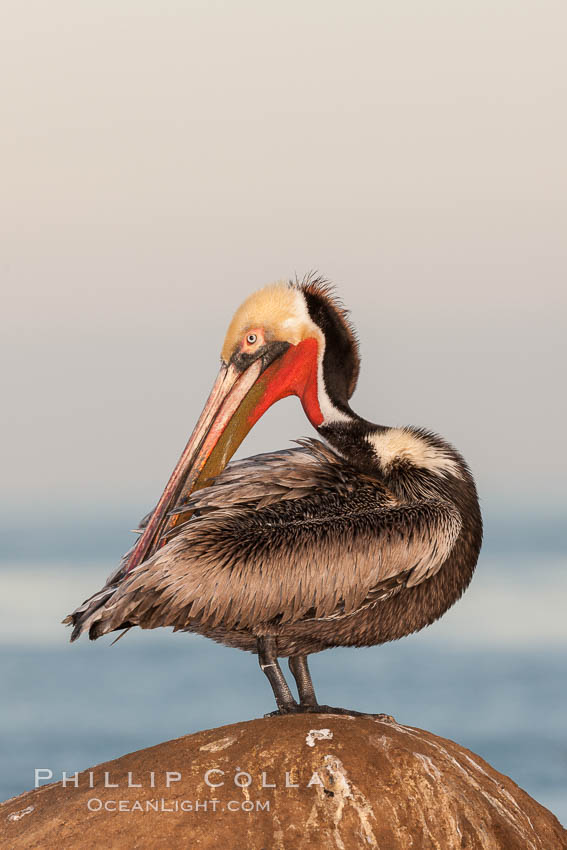 Brown pelican, winter adult breeding plumage, showing bright red gular pouch and dark brown hindneck plumage of breeding adults. This large seabird has a wingspan over 7 feet wide. The California race of the brown pelican holds endangered species status, due largely to predation in the early 1900s and to decades of poor reproduction caused by DDT poisoning. La Jolla, USA, Pelecanus occidentalis, Pelecanus occidentalis californicus, natural history stock photograph, photo id 23639