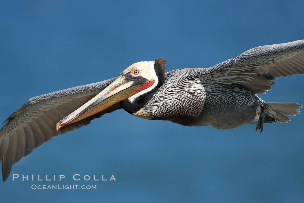 Brown pelican in flight.  The wingspan of the brown pelican is over 7 feet wide. The California race of the brown pelican holds endangered species status.  In winter months, breeding adults assume a dramatic plumage. La Jolla, USA, Pelecanus occidentalis, Pelecanus occidentalis californicus, natural history stock photograph, photo id 20305