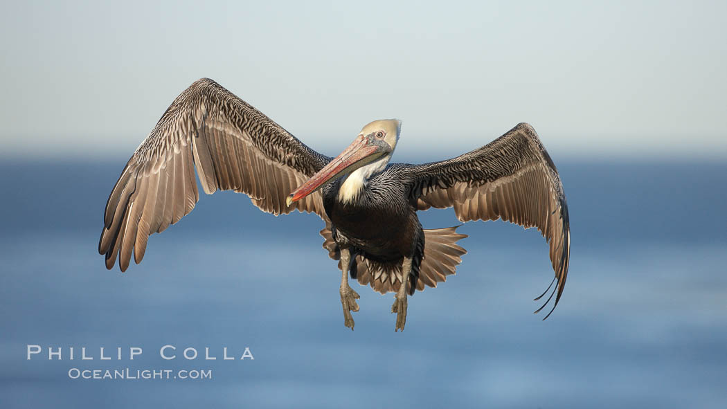 California brown pelican spreads its wings wide as it slows before landing on seacliffs. La Jolla, USA, Pelecanus occidentalis, Pelecanus occidentalis californicus, natural history stock photograph, photo id 22149