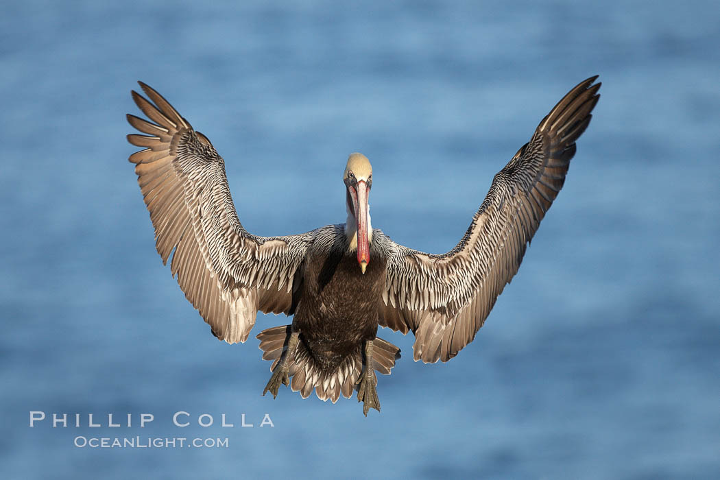 California brown pelican spreads its wings wide as it slows before landing on seacliffs. La Jolla, USA, Pelecanus occidentalis, Pelecanus occidentalis californicus, natural history stock photograph, photo id 22153