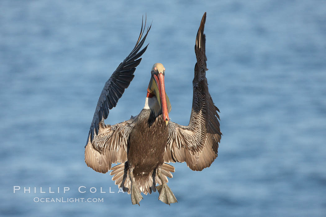 California brown pelican spreads its wings wide as it slows before landing on seacliffs. La Jolla, USA, Pelecanus occidentalis, Pelecanus occidentalis californicus, natural history stock photograph, photo id 22157