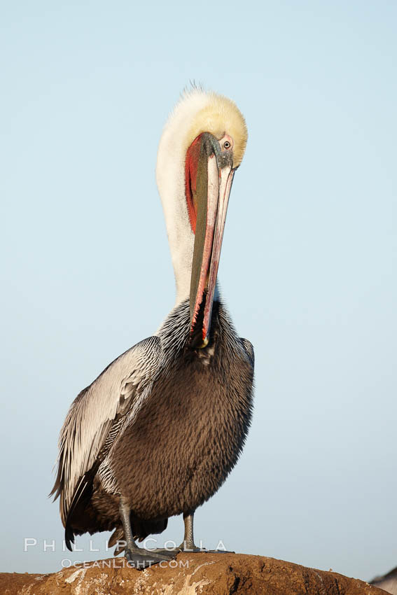 Brown pelican.  This large seabird has a wingspan over 7 feet wide. The California race of the brown pelican holds endangered species status, due largely to predation in the early 1900s and to decades of poor reproduction caused by DDT poisoning.  In winter months, breeding adults assume a dramatic plumage with brown neck, yellow and white head and bright red gular throat pouch. La Jolla, USA, Pelecanus occidentalis, Pelecanus occidentalis californicus, natural history stock photograph, photo id 22169