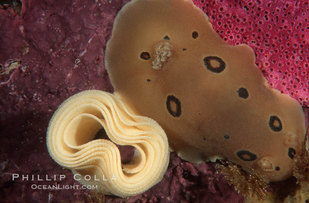 Dorid nudibranch with eggs, San Diego. California, USA, Diaulula sandiegensis, natural history stock photograph, photo id 05312