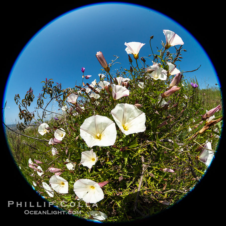 San Diego Morning Glory (Calystegia macrostegia tenuifolia), Rancho La Costa, Carlsbad., natural history stock photograph, photo id 39364