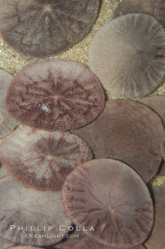Sand dollars., Dendraster excentricus, natural history stock photograph, photo id 08834
