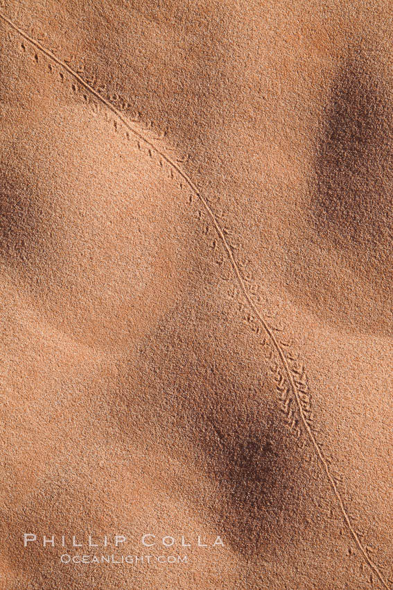 Sand ripples in morning light. Valley of Fire State Park, Nevada, USA, natural history stock photograph, photo id 26494