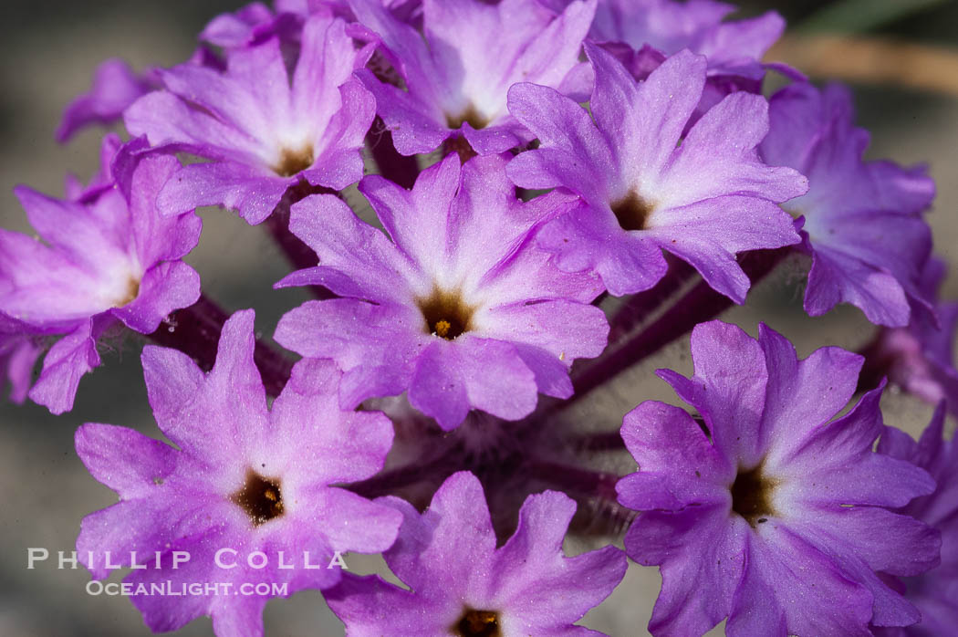 Sand verbena blooms in spring in Anza Borrego Desert State Park.  Sand verbena blooms throughout the Colorado Desert following rainy winters. Anza-Borrego Desert State Park, Borrego Springs, California, USA, Abronia villosa, natural history stock photograph, photo id 10494