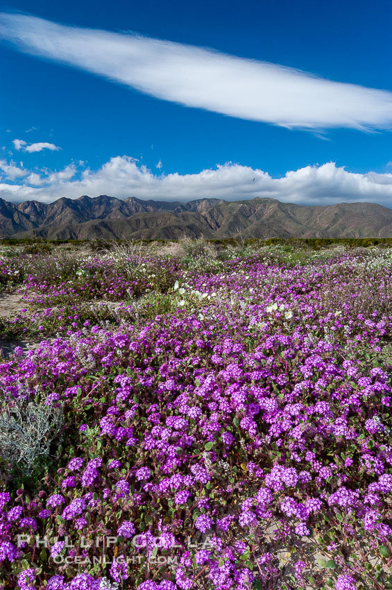 Sand verbena carpets sand dunes and washes in Anza Borrego Desert State Park.  Sand verbena blooms throughout the Colorado Desert following rainy winters. Anza-Borrego Desert State Park, Borrego Springs, California, USA, Abronia villosa, natural history stock photograph, photo id 10491