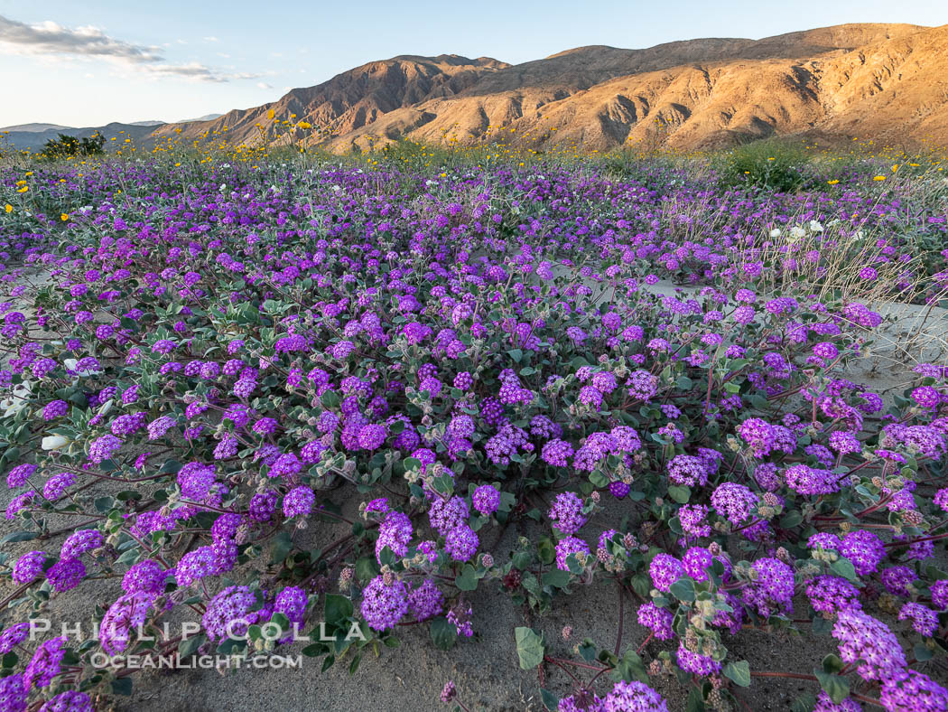 Sand Verbena Blooms near Mountains In Borrego Springs, almost sunset. Anza-Borrego Desert State Park, California, USA, Abronia villosa, natural history stock photograph, photo id 40276