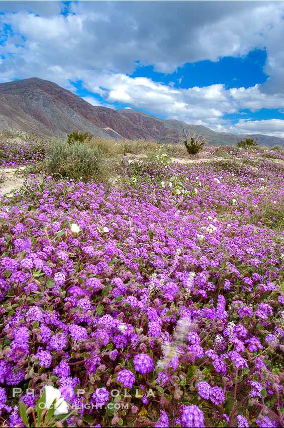 Sand verbena carpets sand dunes and washes in Anza Borrego Desert State Park.  Sand verbena blooms throughout the Colorado Desert following rainy winters. Anza-Borrego Desert State Park, Borrego Springs, California, USA, Abronia villosa, natural history stock photograph, photo id 10462