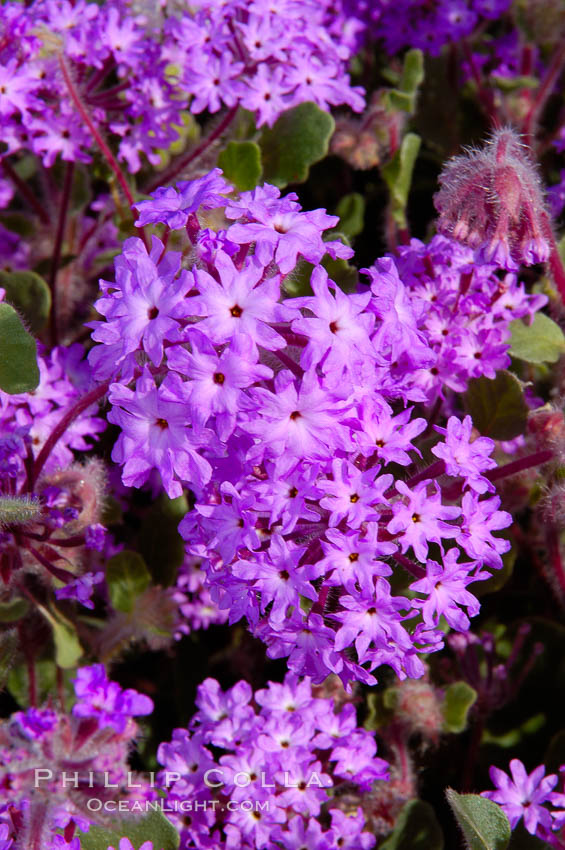 Sand verbena blooms in spring in Anza Borrego Desert State Park.  Sand verbena blooms throughout the Colorado Desert following rainy winters. Anza-Borrego Desert State Park, Borrego Springs, California, USA, Abronia villosa, natural history stock photograph, photo id 10493