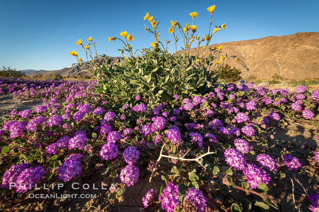 Sand verbena wildflowers bloom in a wash during rare winter bloom 2022/2023, Anza-Borrego Desert State Park. Borrego Springs, California, USA, natural history stock photograph, photo id 38929