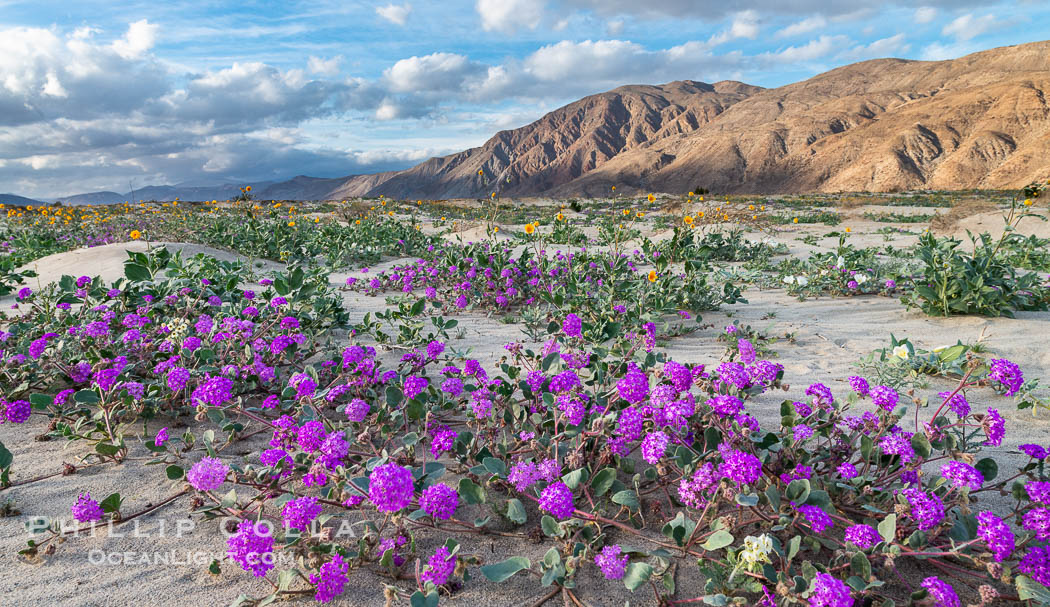 Sand verbena wildflowers on sand dunes, Anza-Borrego Desert State Park. Borrego Springs, California, USA, Abronia villosa, natural history stock photograph, photo id 30495