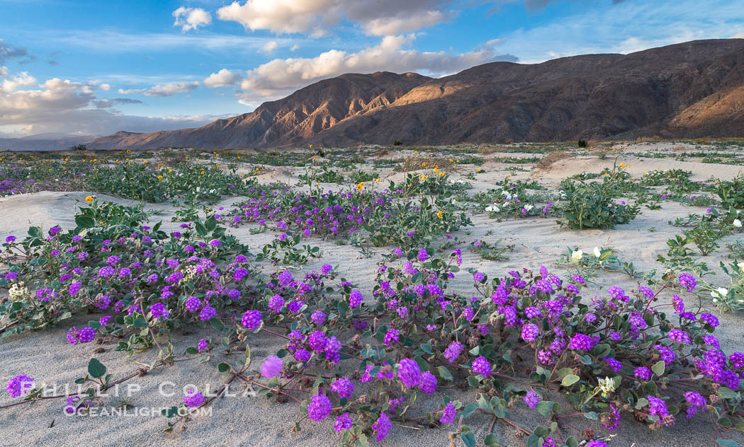 Sand verbena wildflowers on sand dunes, Anza-Borrego Desert State Park. Borrego Springs, California, USA, Abronia villosa, natural history stock photograph, photo id 30515