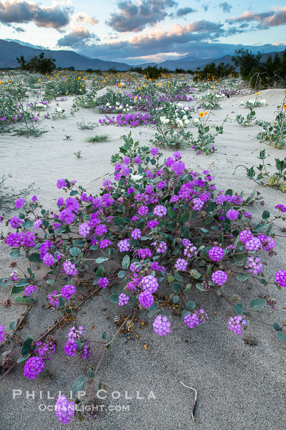 Sand verbena wildflowers on sand dunes, Anza-Borrego Desert State Park. Borrego Springs, California, USA, Abronia villosa, natural history stock photograph, photo id 30519