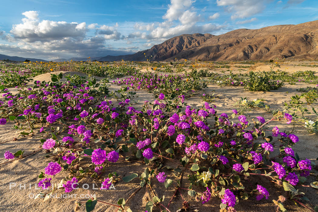 Sand verbena wildflowers on sand dunes, Anza-Borrego Desert State Park. Borrego Springs, California, USA, Abronia villosa, natural history stock photograph, photo id 30513