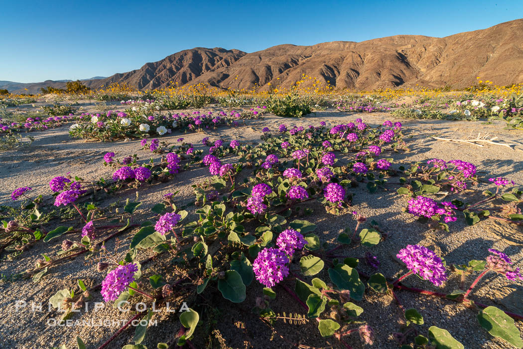 Sand verbena wildflowers on sand dunes, Anza-Borrego Desert State Park. Borrego Springs, California, USA, Abronia villosa, natural history stock photograph, photo id 30549