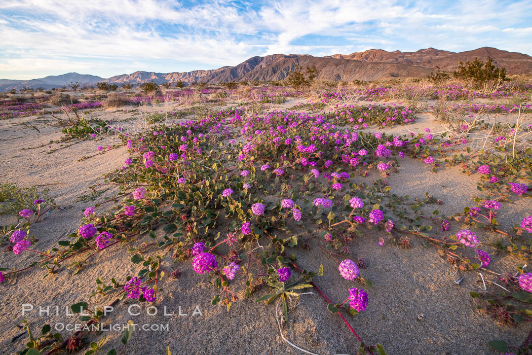 Sand verbena wildflowers on sand dunes, Anza-Borrego Desert State Park. Borrego Springs, California, USA, Abronia villosa, natural history stock photograph, photo id 35114