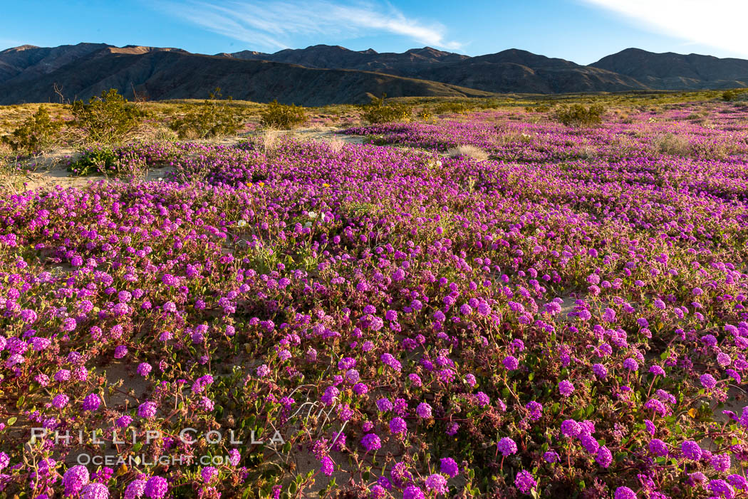 Sand verbena wildflowers on sand dunes, Anza-Borrego Desert State Park. Borrego Springs, California, USA, Abronia villosa, natural history stock photograph, photo id 35166