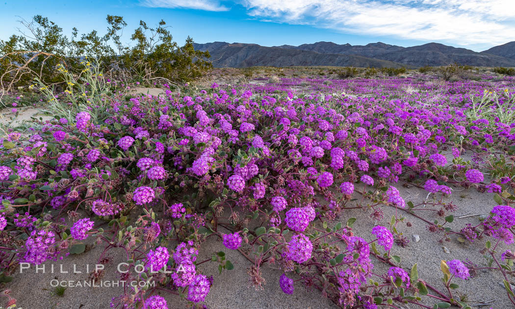 Sand verbena wildflowers on sand dunes, Anza-Borrego Desert State Park. Borrego Springs, California, USA, Abronia villosa, natural history stock photograph, photo id 35176