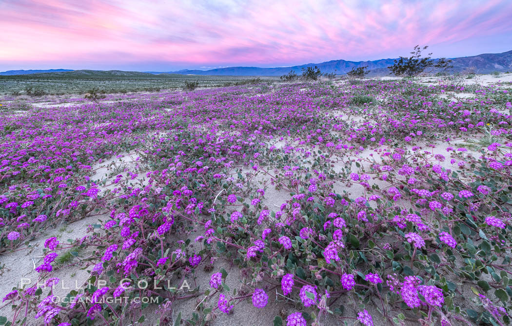 Sand verbena wildflowers on sand dunes, Anza-Borrego Desert State Park. Borrego Springs, California, USA, Abronia villosa, natural history stock photograph, photo id 35115