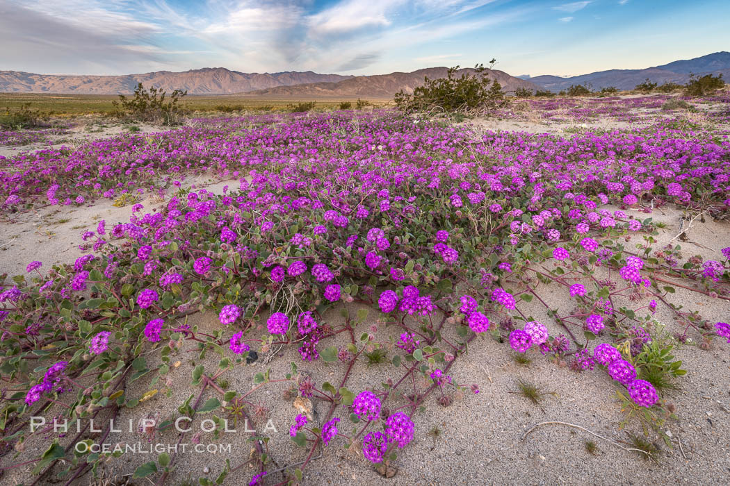 Sand verbena wildflowers on sand dunes, Anza-Borrego Desert State Park. Borrego Springs, California, USA, Abronia villosa, natural history stock photograph, photo id 35167