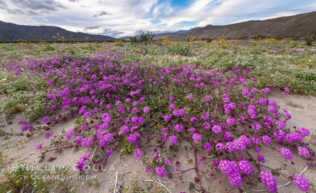 Sand verbena wildflowers on sand dunes, Anza-Borrego Desert State Park. Borrego Springs, California, USA, Abronia villosa, natural history stock photograph, photo id 35171