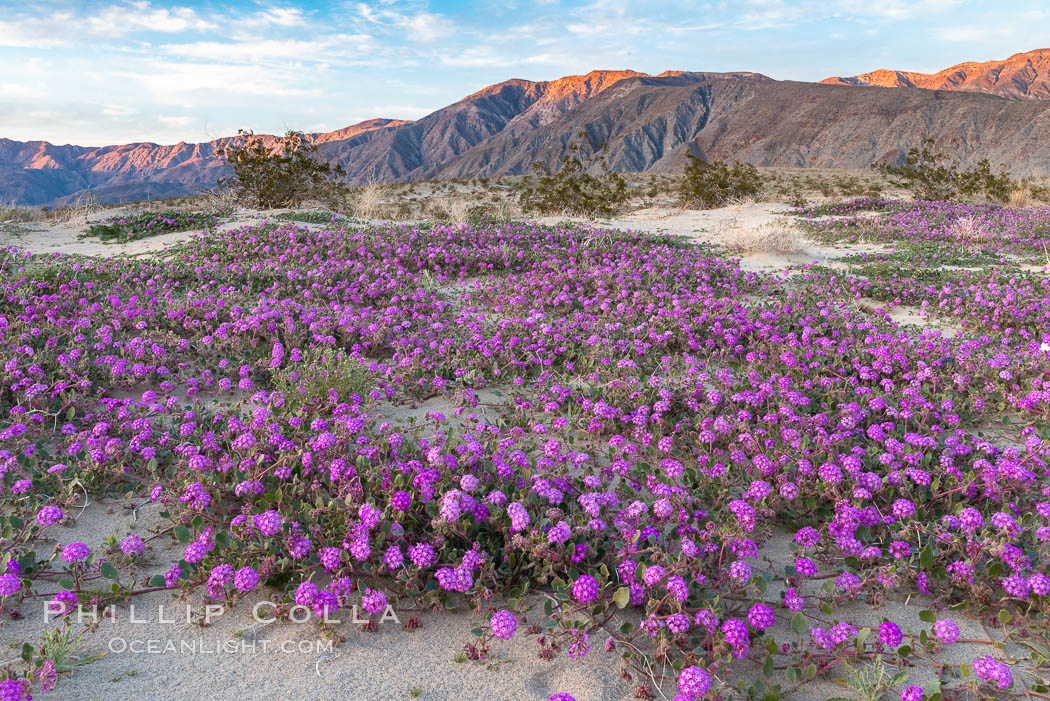 Sand verbena wildflowers on sand dunes, Anza-Borrego Desert State Park, Abronia villosa, Oenothera deltoides, Borrego Springs, California