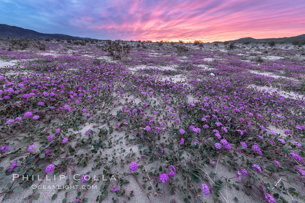 Sand verbena wildflowers on sand dunes, Anza-Borrego Desert State Park. Borrego Springs, California, USA, Abronia villosa, natural history stock photograph, photo id 35117