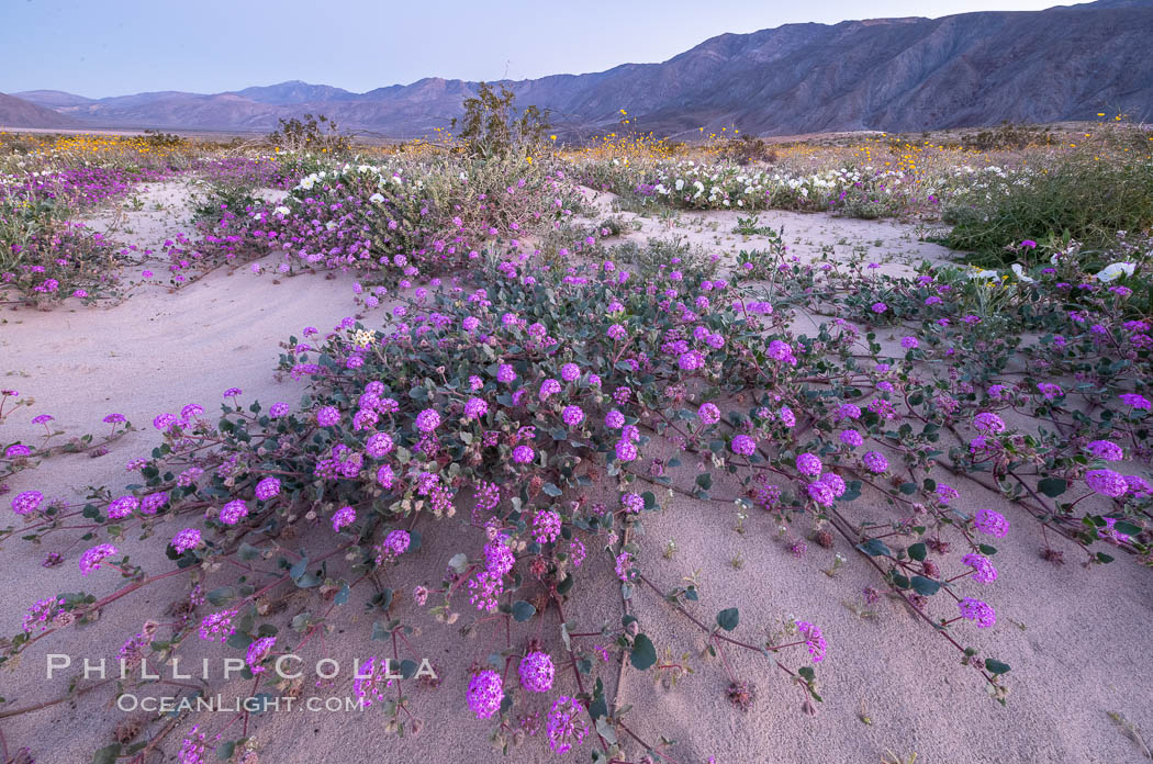 Sand verbena wildflowers on sand dunes, Anza-Borrego Desert State Park. Borrego Springs, California, USA, Abronia villosa, Oenothera deltoides, natural history stock photograph, photo id 35221