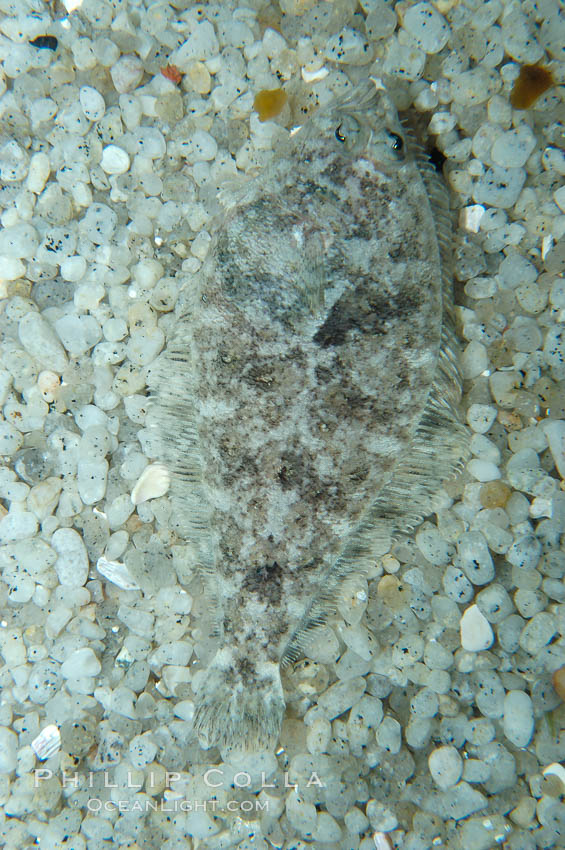 A small (2 inch) sanddab is well-camouflaged amidst the grains of sand that surround it., Citharichthys, natural history stock photograph, photo id 08945