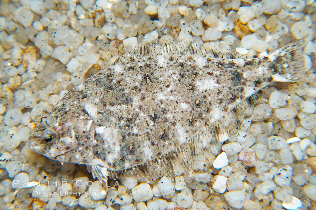 A small (2 inch) sanddab is well-camouflaged amidst the grains of sand that surround it., Citharichthys, natural history stock photograph, photo id 14004