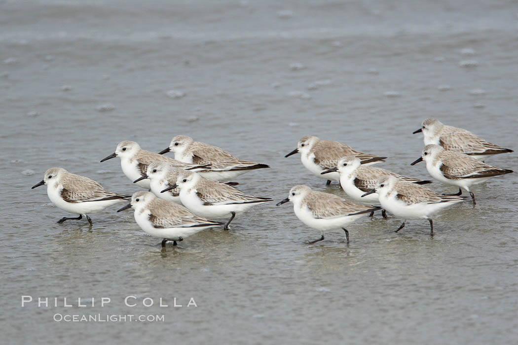 Sanderlings feed on sandy beaches, taking small invertebrates exposed by retreating surf.  Encinitas. California, USA, Calidris alba, natural history stock photograph, photo id 15648