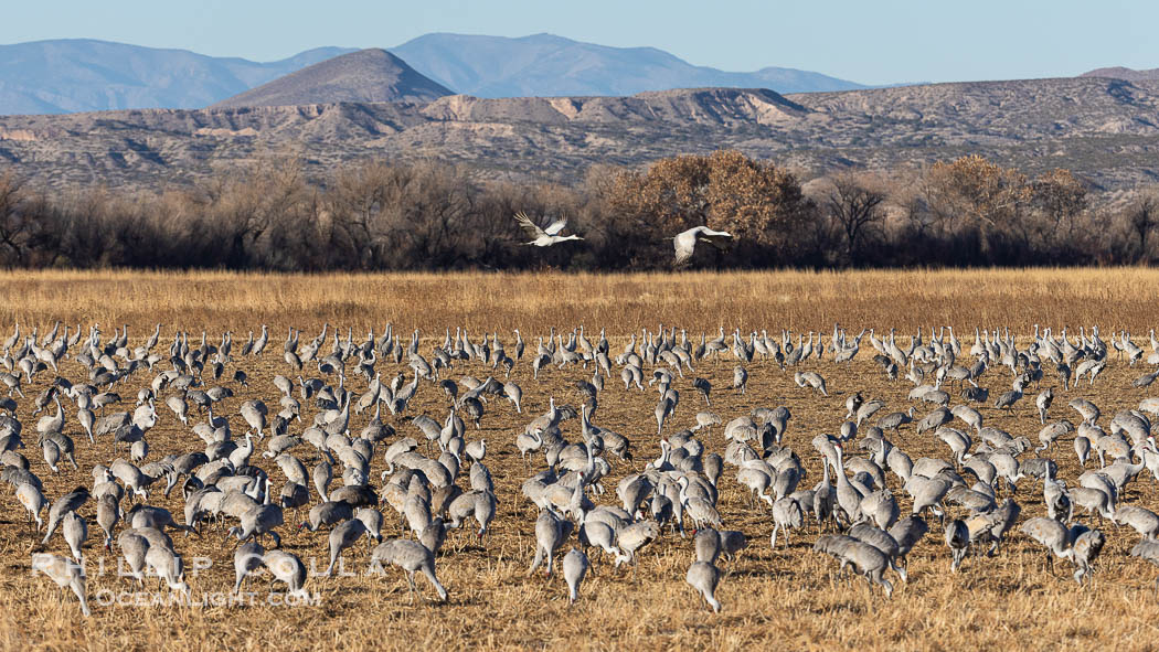 Sandhill crane and corn fields, Bosque del Apache. Bosque del Apache National Wildlife Refuge, Socorro, New Mexico, USA, Grus canadensis, natural history stock photograph, photo id 38740