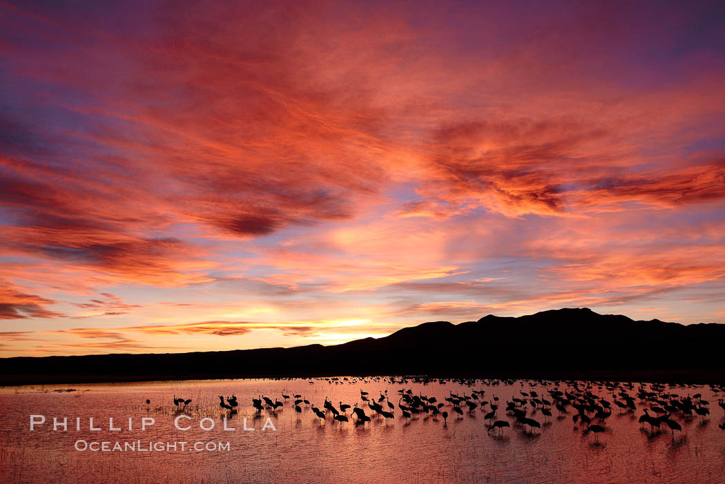Sunset at Bosque del Apache National Wildlife Refuge, with sandhill cranes silhouetted in reflection in the calm pond.  Spectacular sunsets at Bosque del Apache, rich in reds, oranges, yellows and purples, make for striking reflections of the thousands of cranes and geese found in the refuge each winter. Socorro, New Mexico, USA, Grus canadensis, natural history stock photograph, photo id 22090