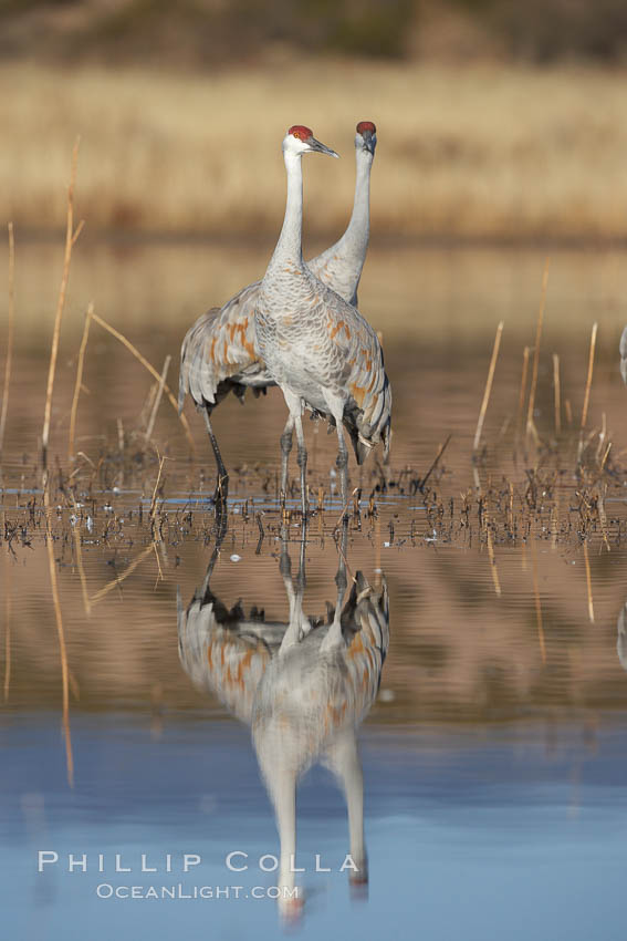 Two sandhill cranes, reflected in mirror-still waters at sunrise. Bosque del Apache National Wildlife Refuge, Socorro, New Mexico, USA, Grus canadensis, natural history stock photograph, photo id 22094