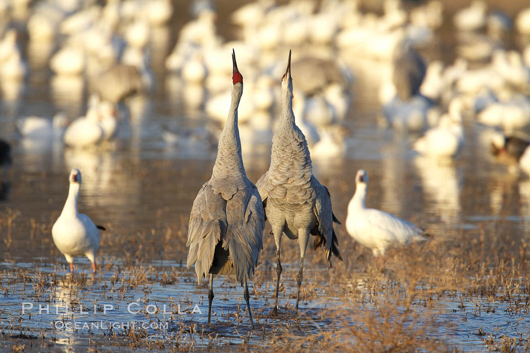 Sandhill cranes posture and socialize. Bosque del Apache National Wildlife Refuge, Socorro, New Mexico, USA, Grus canadensis, natural history stock photograph, photo id 22060