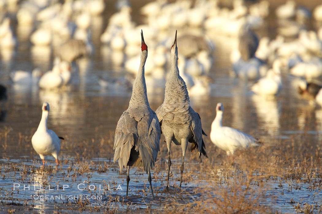 Sandhill cranes posture and socialize, Grus canadensis, Bosque del