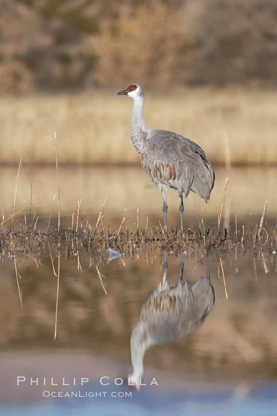 A sandhill crane is perfectly reflected, in mirror-calm waters at sunrise. Bosque del Apache National Wildlife Refuge, Socorro, New Mexico, USA, Grus canadensis, natural history stock photograph, photo id 22068
