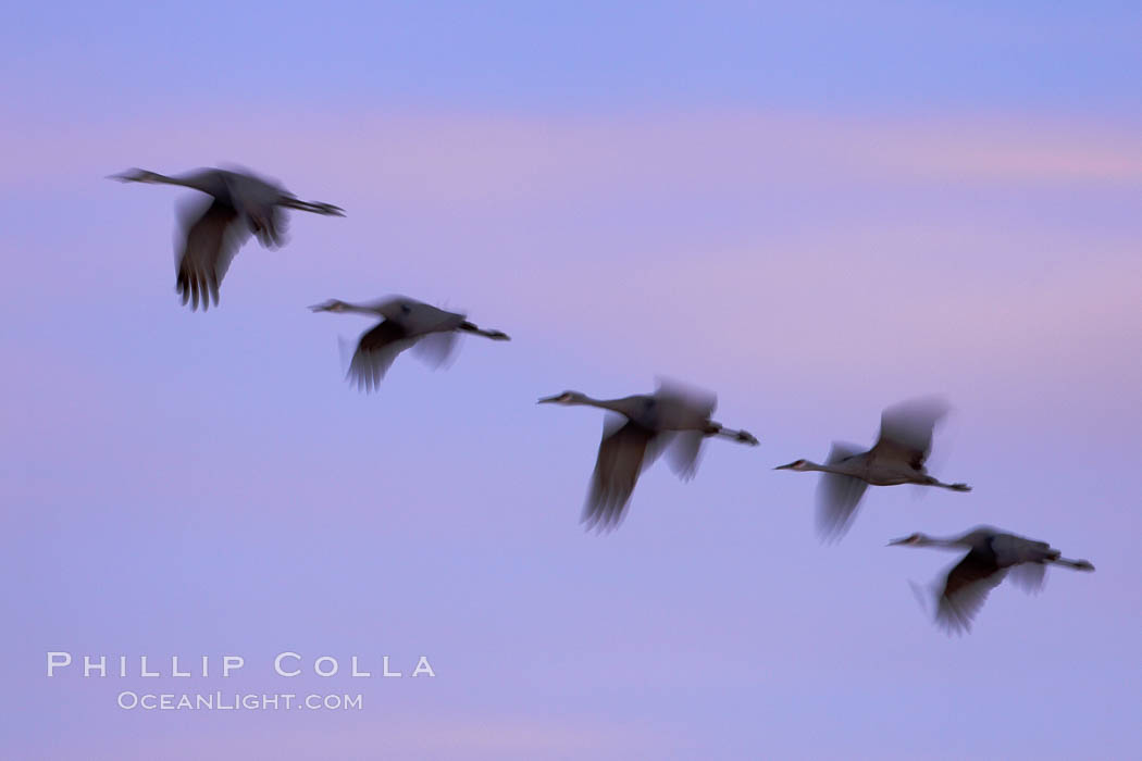 Sandhill cranes, flying across a colorful sunset sky, blur wings due to long time exposure. Bosque del Apache National Wildlife Refuge, Socorro, New Mexico, USA, Grus canadensis, natural history stock photograph, photo id 22067