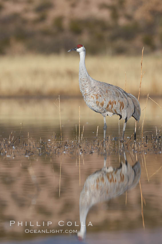 A sandhill crane is perfectly reflected, in mirror-calm waters at sunrise. Bosque del Apache National Wildlife Refuge, Socorro, New Mexico, USA, Grus canadensis, natural history stock photograph, photo id 22083