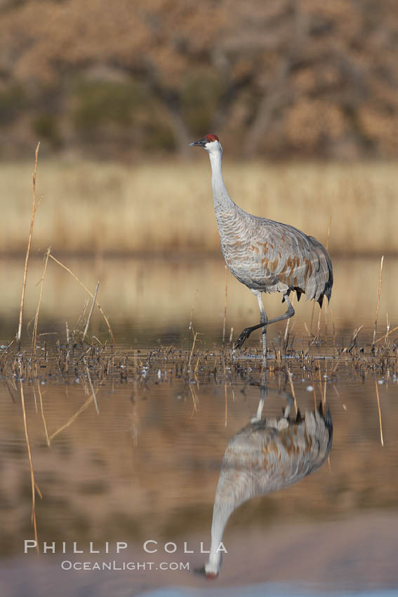 A sandhill crane is perfectly reflected, in mirror-calm waters at sunrise. Bosque del Apache National Wildlife Refuge, Socorro, New Mexico, USA, Grus canadensis, natural history stock photograph, photo id 22095
