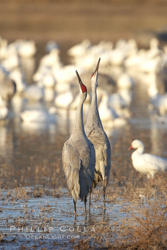 Sandhill cranes posture and socialize. Bosque del Apache National Wildlife Refuge, Socorro, New Mexico, USA, Grus canadensis, natural history stock photograph, photo id 22061