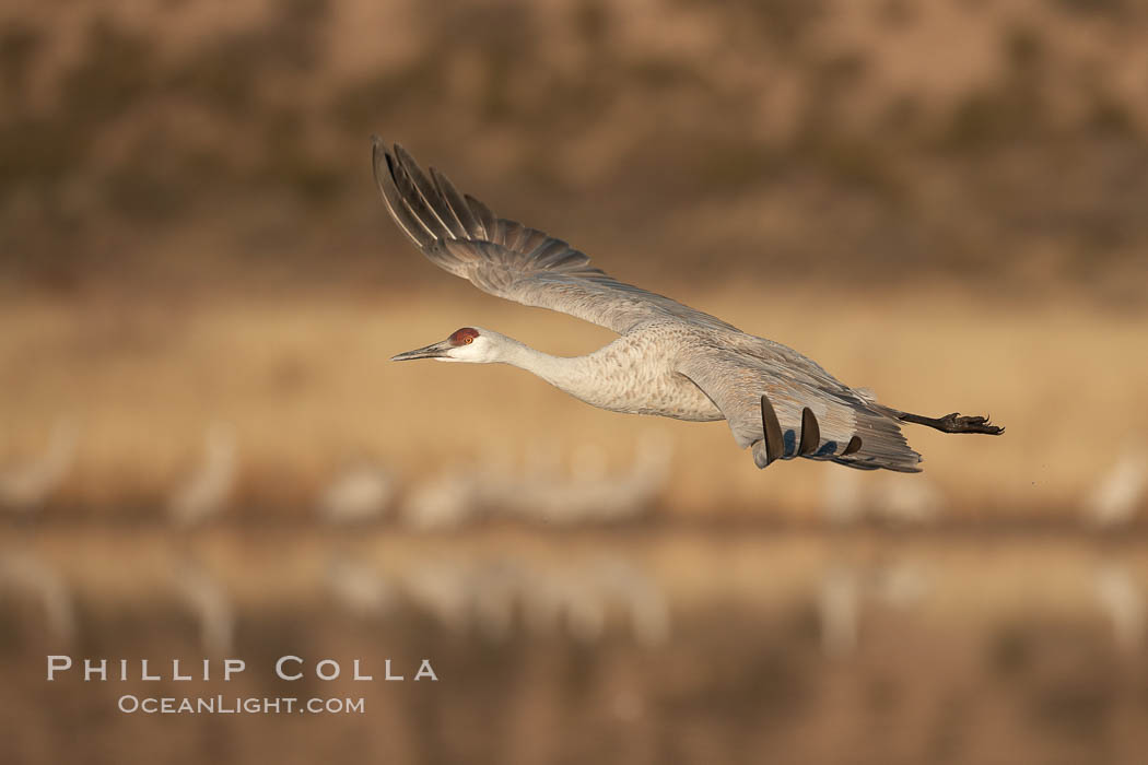 Sandhill crane spreads its broad wings as it takes flight in early morning light.  This crane is one of over 5000 present in Bosque del Apache National Wildlife Refuge, stopping here during its winter migration. Socorro, New Mexico, USA, Grus canadensis, natural history stock photograph, photo id 22081