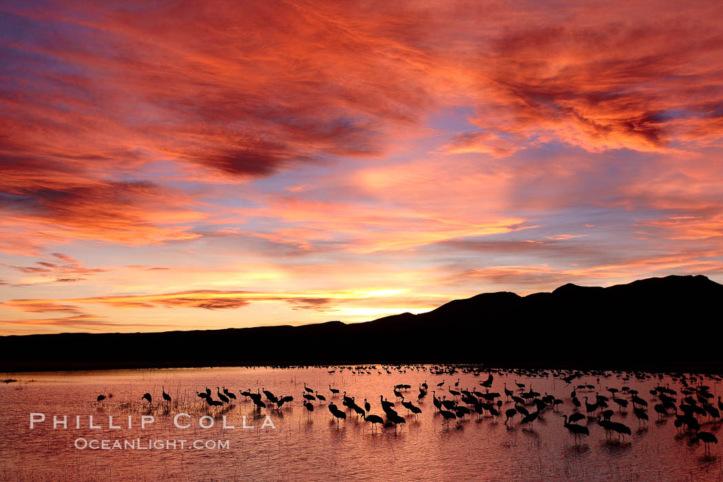 Sunset at Bosque del Apache National Wildlife Refuge, with sandhill cranes silhouetted in reflection in the calm pond.  Spectacular sunsets at Bosque del Apache, rich in reds, oranges, yellows and purples, make for striking reflections of the thousands of cranes and geese found in the refuge each winter. Socorro, New Mexico, USA, Grus canadensis, natural history stock photograph, photo id 22085