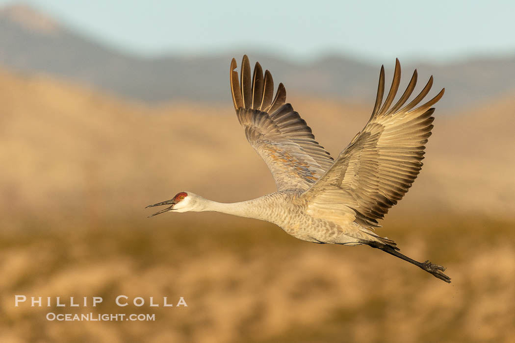 Sandhill crane spreads its broad wings as it takes flight in early morning light. This sandhill crane is thousands present in Bosque del Apache National Wildlife Refuge, stopping here during its winter migration, Grus canadensis, Socorro, New Mexico